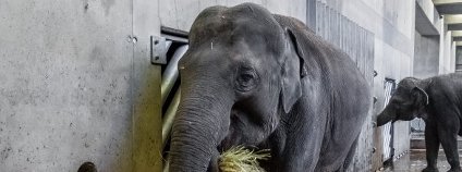 foto: Zoo Praha foto: Zoo Praha