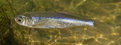 Slunka obecná Foto: Marek Šmejkal Biologické centrum AV ČR