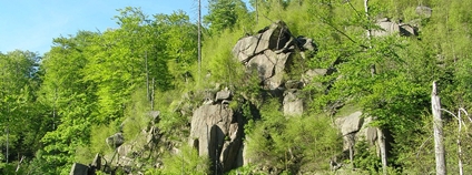 Jizerskohorské bučiny Foto: Daniel Baránek Wikimeda Commons