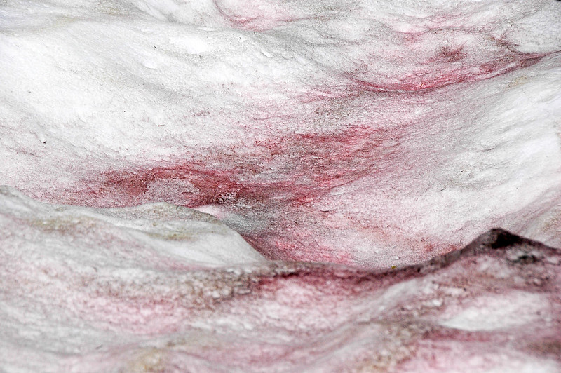I ghiacciai italiani stanno diventando rosa e questa non è una buona notizia