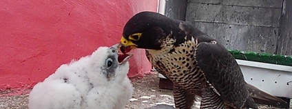 Sokolí mládě na Temelíně Foto: ČEZ