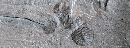 Zkamenělý Soomaspis labutai Foto: Lukáš Laibl Geologický ústav Akademie věd ČR