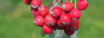 Typicky vybarvené plody jeřábu oravského (Sorbus oravica). Foto: Výzkumný ústav pro krajinu