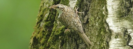Šoupálek dlouhoprstý Foto: E. Gombala Zoo Ostrava