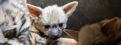 Mládě hyenky hřivnaté Foto: Helena Hubáčková Safari Park Dvůr Králové