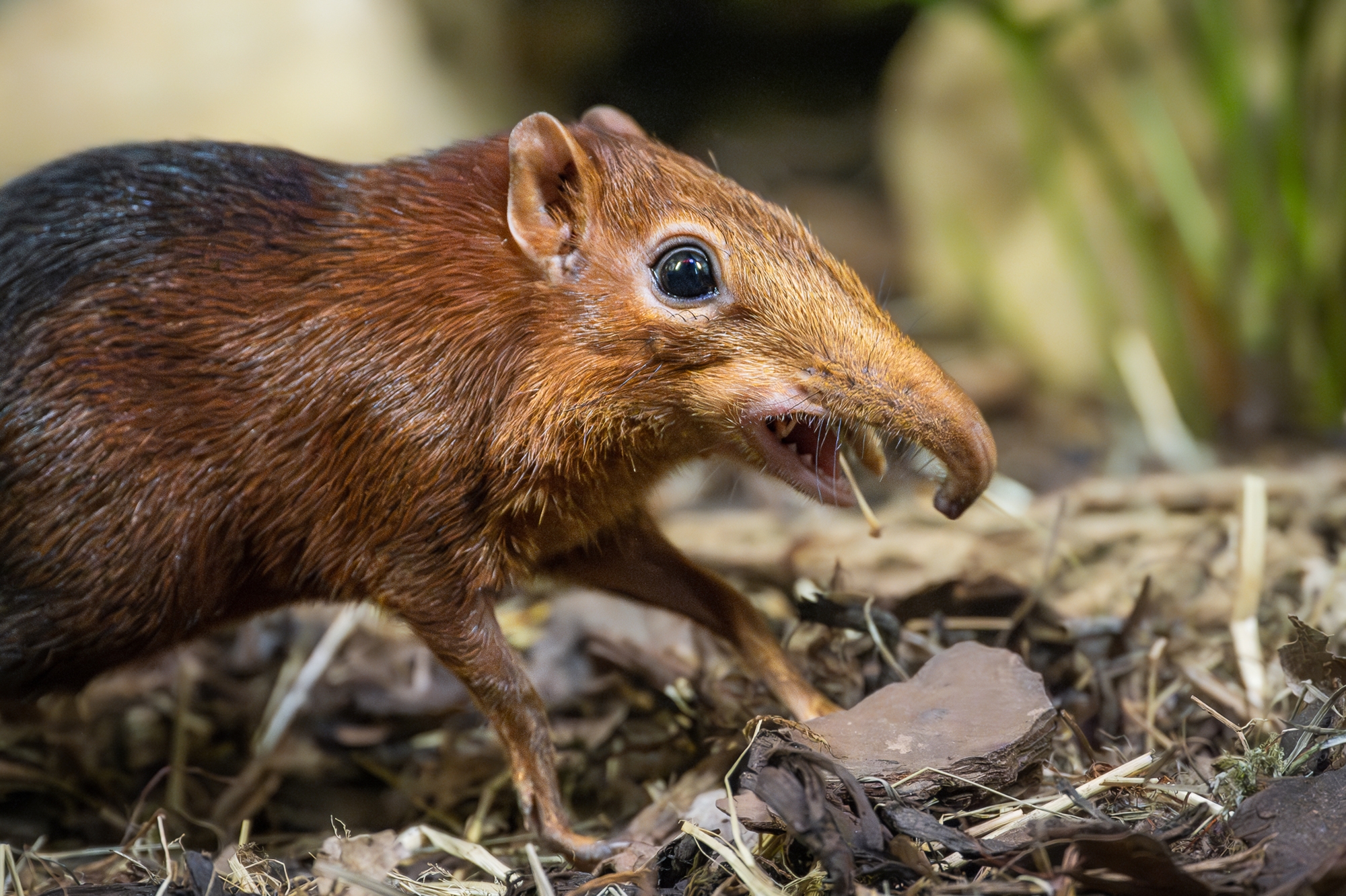 Zoo Dvůr Králové začala chovat bércouny Petersovy. Půlkilové "bratrance" slonů