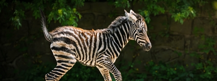 Malá zebra bezhřívá Foto: Safari Park Dvůr Králové