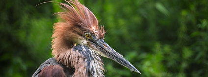 V zoo Dvůr se poprvé narodila volavka obrovská. Foto: Safari Park Dvůr Králové