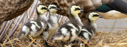 Mláďata husic modrokřídlých Foto: Simona Jiřičková Safari Park Dvůr Králové