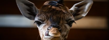 V Safari Parku Dvůr Králové se narodilo mládě ohrožené žirafy Rothschildovy Foto: Helena Hubáčková Safari Park Dvůr Králové