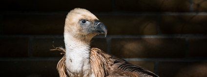 Zoo Dvůr Králové poslala dva mladé supy na Sardinii Foto: Helena Hubáčková Safari Park Dvůr Králové