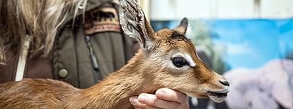 Antilopa impala Foto: Helena Hubáčková Safari Park Dvůr Králové