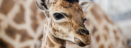 V Safari Parku Dvůr Králové se narodilo další mládě kriticky ohrožené žirafy Rothschildovy. Foto: Helena Hubáčková Safari Park Dvůr Králové