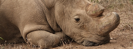 Poslední samec nosorožce severního bílého Sudán Foto: Jan Stejskal Safari Park Dvůr Králové