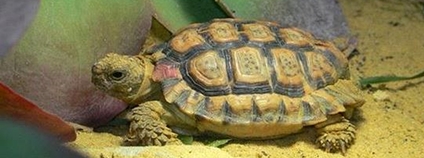 Želvička trpasličí Foto: Abu Shawka Wikimeda Commons