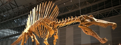 Spinosaurus Foto: Kabacchi Wikimeda Commons