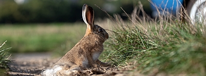Sražená zvěř se může nacházet i dál od místa střetu. Foto: DESOP Plzeň