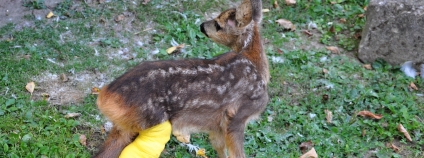 Foto:  Záchranná stanice Buchlovice