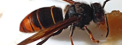 Sršeň asijská Foto: Václav Novák AOPK ČR