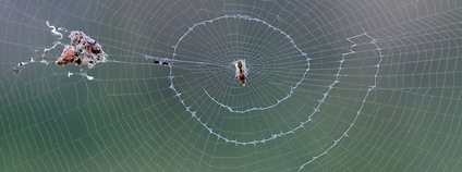Pavouk stavící si svého většího dvojníka Foto: G. Winterflood Wikimedia Commons