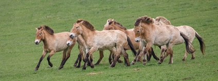 Stádo koní v Dolním Dobřejově Foto: Miroslav Bobek Zoo Praha