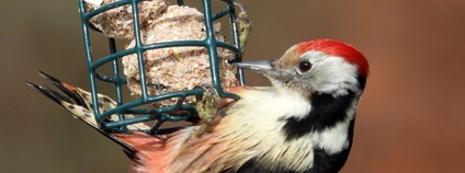 Strakapoud prostřední Foto: Tibor Derka Moravský ornitologický spolek - středomoravská pobočka ČSO