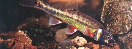 Střevle potoční Foto: Milan Kaftan AOPK ČR