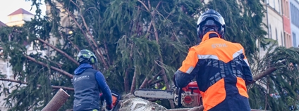 Odvážení vánočního stromu ze Staroměského náměstí Foto: THMP