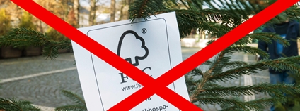 Vánoční stromky nejsou Foto: Správa KRNAP