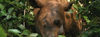 Nosorožec sumaterský Foto: Willem v Strien Flickr