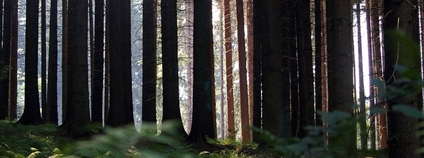 Šumavský les Foto: Donald Judge Flickr