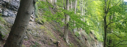 Přírodní rezervace Suťové lesy u Turnova Foto: Jan Višinský AOPK ČR