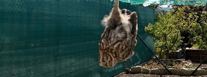 Sýček zamotaný v síti. Foto: Pavla Sadílková Česká společnost ornitologická