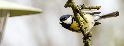 Sýkora koňadra Foto: Ludmila Korešová Česká společnost ornitologická