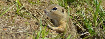 Sysel obecný Foto: ČSOP