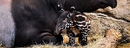 Mládě tapíra čabrakového [0] Zoo Zlín