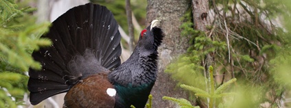 Tetřev hlušec Foto: Marek Drha NP Šumava