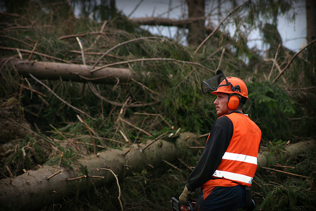 Lesy ČR loni s dalším ústupem kůrovce snížily těžbu dřeva o pětinu