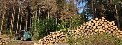 Foto:  Jan Řezáč / VÚLHM