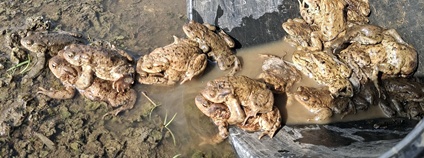 Transfery obojživelníků Foto: ČSOP