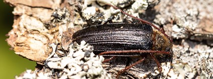 Trnoštítec horský Foto: Štěpán Rosenkranz NP Šumava