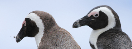 Tučňák brýlový (Spheniscus demersus) Foto: Jon Mountjoy Flickr