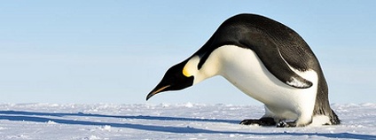 tučňák císařský Foto: Christopher Michel Flickr