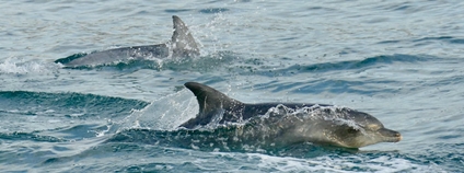 delfín Foto: Bernard DUPONT Flickr