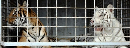 Tygři zabavení při razii Foto: Celní správa