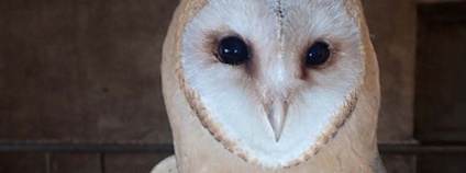 Sova pálená Foto:  TYTO, z.s.