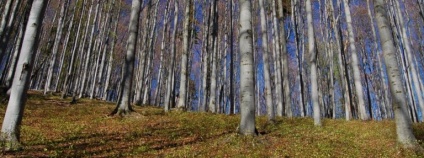 Buková monokultura s přirozeným zmlazením Foto: Jan Řezáč Výzkumný ústav lesního hospodářství a myslivosti