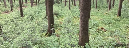 Smrkový les Foto: VS Opočno VÚLHM
