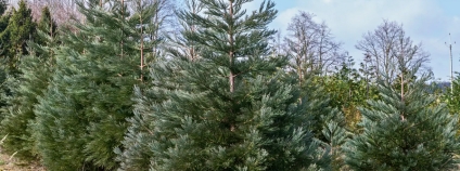 Foto:  David Dušek / VÚLHM