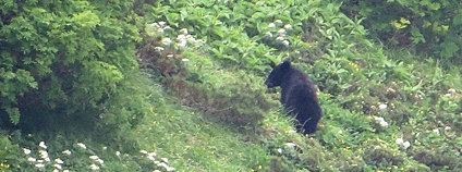 Medvěd ušatý japonský Foto: Alpsdake Wikimeda Commons